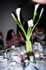 table_camera_pictures_039.jpg (66kb)