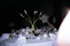 table_camera_pictures_041.jpg (56kb)