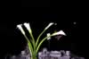 table_camera_pictures_172.jpg (37kb)