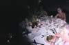 table_camera_pictures_226.jpg (72kb)