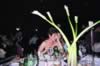 table_camera_pictures_266.jpg (80kb)